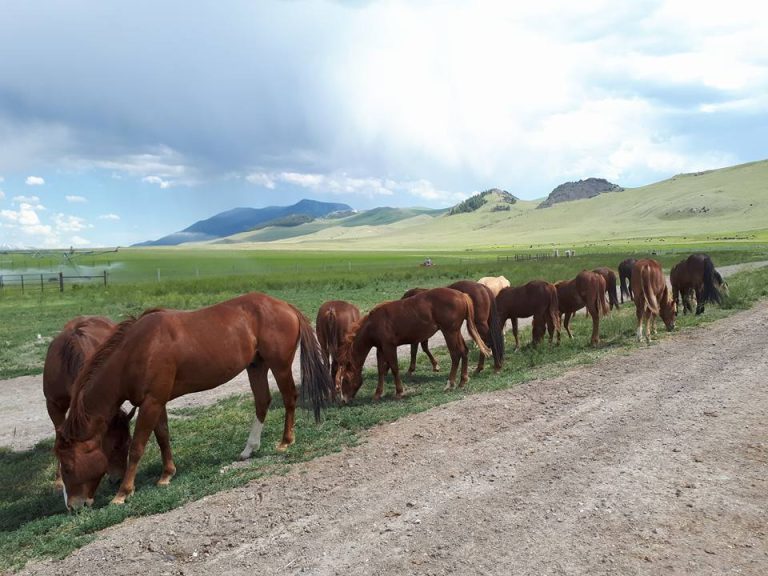 Poulains au naturel Naturopathie équine Bien être du cheval