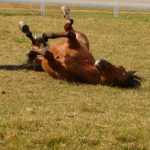 Cheval