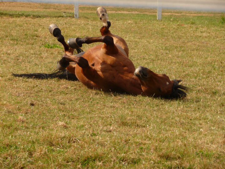 Cheval