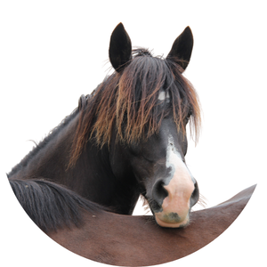 Cheval Naturopathie équine Bien être du cheval