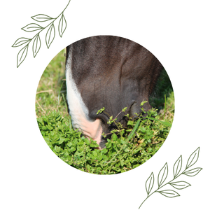Cheval Nez Herbe Naturopathie équine Bien être du cheval